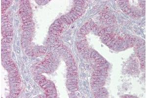 Anti-CDK9 antibody IHC staining of human uterus. (CDK9 antibody  (N-Term))