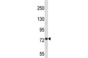 Anti-APP antibody western blot analysis in 293 lysate (APP antibody  (AA 333-362))