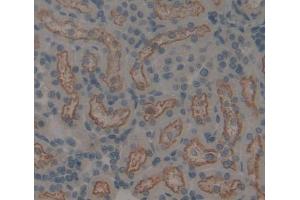 Used in DAB staining on fromalin fixed paraffin- embedded kidney tissue (FMO2 antibody  (AA 116-324))