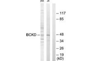Western Blotting (WB) image for anti-Branched Chain Ketoacid Dehydrogenase Kinase (BCKDK) (AA 11-60) antibody (ABIN2889312) (BCKDK antibody  (AA 11-60))
