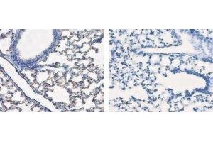 Expression of AQP5 in rat lung - Immunohistochemical staining of rat lung sections using Anti-Aquaporin 5 Antibody (ABIN7042941, ABIN7045200 and ABIN7045201), (left panel). (Aquaporin 5 antibody  (C-Term, Intracellular))