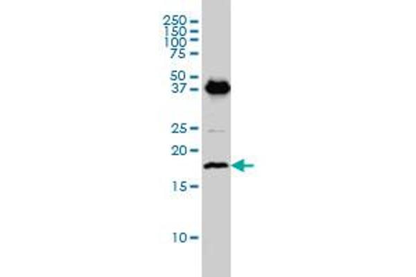EMP3 antibody  (AA 1-163)