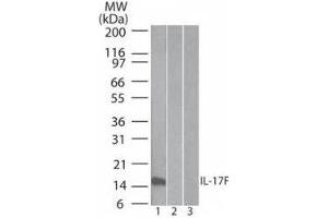 Western Blot of Mouse Anti-IL-17F antibody Lane 1: human full length recombinant IL-17F protein Lane 2: mouse full length recombinant IL-17F protein Lane 3: rat full length recombinant IL-17F protein Load: 20 ng/lane Primary antibody: Anti-IL-17F antibody at 0. (IL17F antibody  (Biotin))
