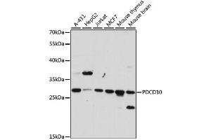 Western blot analysis of extracts of various cell lines, using PDCD10 antibody. (PDCD10 antibody)