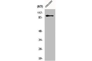 Western Blot analysis of Jurkat cells using DDX54 Polyclonal Antibody (DDX54 antibody  (Internal Region))