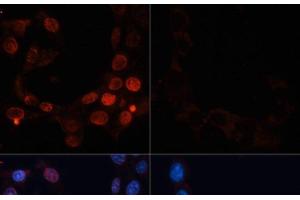 Immunofluorescence analysis of NIH/3T3 cells using Phospho-γH2A. (gamma H2AX antibody  (pSer139))