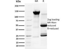 SDS-PAGE Analysis Purified Cyclin A1 Mouse Monoclonal Antibody (XLA1-3). (Cyclin A1 antibody)