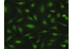 Immunofluorescence of purified MaxPab antibody to MPZL1 on HeLa cell.