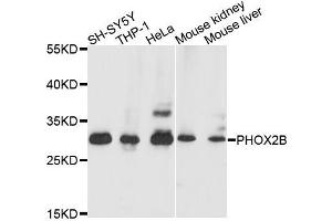 Western blot analysis of extracts of various cell lines, using PHOX2B antibody (ABIN5995873) at 1/1000 dilution. (PHOX2B antibody)