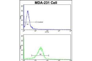 Flow cytometric analysis of MDA-231 cells using DLGAP1 Antibody (N-term)(bottom histogram) compared to a negative control cell (top histogram). (DLGAP1 antibody  (N-Term))