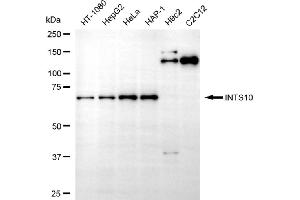 Western blotting analysis using INTS10 antibody (ABIN7799059).