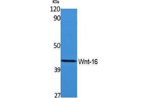 Western Blotting (WB) image for anti-Wingless-Type MMTV Integration Site Family, Member 16 (WNT16) (Internal Region) antibody (ABIN3178137)