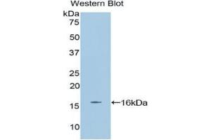 Western blot analysis of the recombinant protein. (EPO antibody  (AA 82-192))