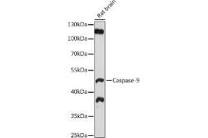 Western blot analysis of extracts of Rat brain, using Caspase-9 antibody (ABIN6131533, ABIN6137974, ABIN6137976 and ABIN6213587) at 1:1000 dilution. (Caspase 9 antibody  (AA 1-98))