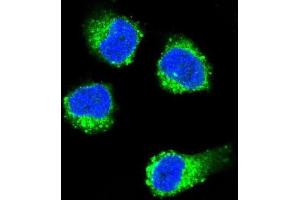 Immunofluorescence (IF) image for anti-Nerve Growth Factor beta (NGFB) antibody (ABIN3003483)