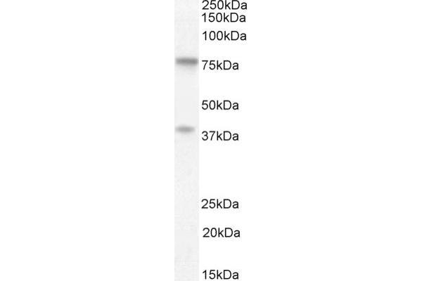 ZRANB1 antibody  (C-Term)