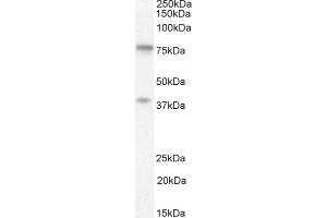 (ABIN302168) (1 μg/mL) staining of Human Cerebellum lysate (35 μg protein in RIPA buffer). (ZRANB1 antibody  (C-Term))