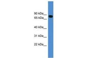 Image no. 1 for anti-Inter-alpha Trypsin Inhibitor, Heavy Chain 1 (ITIH1) (AA 700-749) antibody (ABIN6745439) (ITIH1 antibody  (AA 700-749))