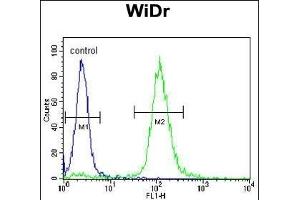 TrkA Antibody f flow cytometric analysis of WiDr cells (right histogram) compared to a negative control cell (left histogram). (TRKA antibody)