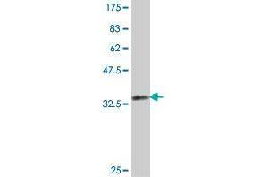 Western Blot detection against Immunogen (35. (EGLN1 antibody  (AA 272-355))