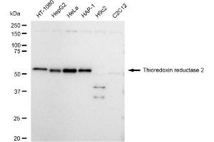 Western blotting analysis using Thioredoxin reductase 2 antibody (ABIN7800545). (Recombinant TXNRD2 antibody)