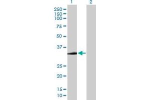 Western Blot analysis of STX2 expression in transfected 293T cell line by STX2 MaxPab polyclonal antibody. (STX2 antibody  (AA 1-287))