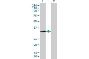 Western Blot analysis of STX2 expression in transfected 293T cell line by STX2 MaxPab polyclonal antibody. (STX2 antibody  (AA 1-287))