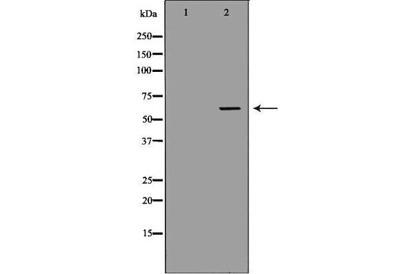 SLC22A6 antibody  (C-Term)