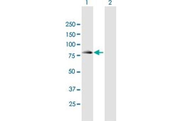 SEC16B antibody  (AA 1-625)