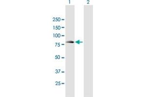 Western Blot analysis of SEC16B expression in transfected 293T cell line by SEC16B MaxPab polyclonal antibody.