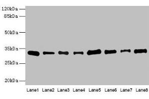 PLP1 antibody  (AA 143-197)