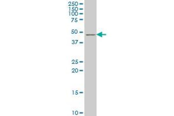 TSC22D4 antibody  (AA 1-395)