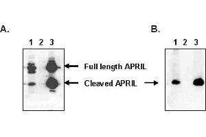 Detection of endogenous human APRIL with MAb to APRIL (human) (Aprily-5) . (TNFSF13 antibody  (AA 93-233))