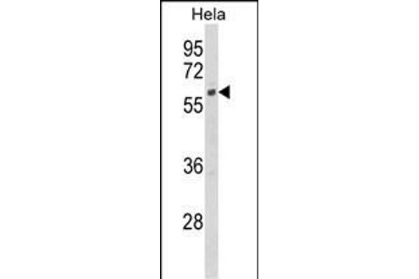 CYP7B1 antibody  (AA 252-281)