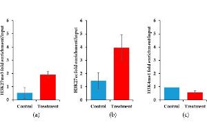 Epigenetic histone marks differ between control and YM155 treated mouse synovial sarcoma at the Birc5 promoter. (Histone 3 antibody  (H3K27me3, pSer28))