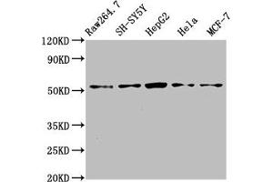 Western Blot Positive WB detected in: RAW264. (Matrilin 3 antibody  (AA 1-240))