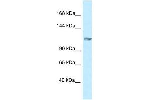 WB Suggested Anti-Grik5 Antibody   Titration: 1. (GRIK5 antibody  (N-Term))