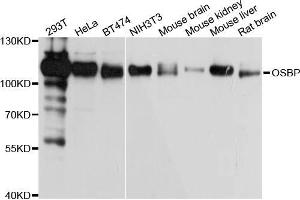 Western blot analysis of extracts of various cell lines, using OSBP antibody (ABIN5972171) at 1/1000 dilution. (OSBP antibody)