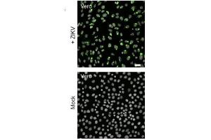 Immunofluorescence (IF) image for anti-Flavivirus E protein antibody (ABIN3200993)