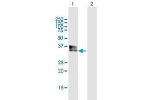 Western Blot analysis of SPRY1 expression in transfected 293T cell line by SPRY1 MaxPab polyclonal antibody. (SPRY1 antibody  (AA 1-319))