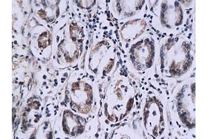 SPINK7/ECRG2 antibody  (AA 51-85)