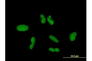 Immunofluorescence of purified MaxPab antibody to ZNF257 on HepG2 cell. (ZNF257 antibody  (AA 1-531))