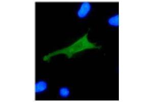 Immunofluorescence (IF) image for anti-Human Papilloma Virus 18 E7 (HPV-18 E7) (AA 36-70) antibody (ABIN781778) (HPV18 E7 antibody  (AA 36-70))