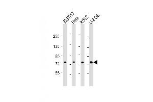 Western Blot at 1:2000 dilution Lane 1: 293T/17 whole cell lysate Lane 2: Hela whole cell lysate Lane 3: K562 whole cell lysate Lane 4: U-2 OS whole cell lysate Lysates/proteins at 20 ug per lane. (NDC80 antibody  (AA 508-539))