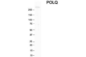 Host:  Rabbit  Target Name:  POLQ  Sample Tissue:  Human Thyroid  Antibody Dilution:  1. (POLQ antibody  (C-Term))