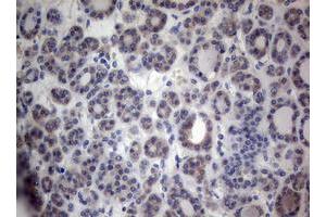 Image no. 2 for anti-Paternally Expressed 3 (PEG3) (AA 1-364) antibody (ABIN1490765) (PEG3 antibody  (AA 1-364))