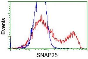 HEK293T cells transfected with either RC202068 overexpress plasmid (Red) or empty vector control plasmid (Blue) were immunostained by anti-SNAP25 antibody (ABIN2454626), and then analyzed by flow cytometry. (SNAP25 antibody)