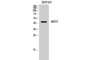 Western Blotting (WB) image for anti-Sirtuin 2 (SIRT2) (C-Term) antibody (ABIN3186963) (SIRT2 antibody  (C-Term))