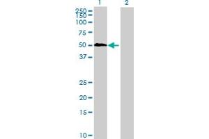 Western Blot analysis of KHDRBS3 expression in transfected 293T cell line by KHDRBS3 MaxPab polyclonal antibody.