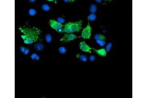 Image no. 3 for anti-SUMO1/sentrin/SMT3 Specific Peptidase 2 (SENP2) (AA 139-523) antibody (ABIN1490924) (SENP2 antibody  (AA 139-523))